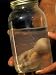 African Elephant Embryo Preserved in Bottle, South Africa Photographic Poster Print b...