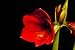 An Amaryllis (hippeastrum Sp.) Flower over Black. - 18
