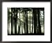 Ancient Caledonian Scots Pine Forest with Sun Beams, Strathspey, UK Framed Art Poster...