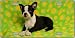 Boston Terrier License Plate