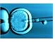 Photographic Print of LM of injected egg cell in sheep cloning from Science Photo Library