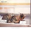 一期一猫 街角の記憶