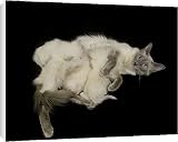 Canvas Prints of LA-8126 Cat - Balinese - in studio with kittens suckling from Ardea