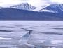Polar Safari