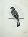 1908 Corn Bunting Emberiza Miliaria Bird Print