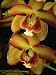 Endemic Orchid (Eriopsis Sceptrum) Sipapo Tepui, Venezuela Photographic Poster Print by Mark Moffett, 30x40