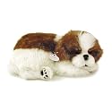 Perfect Petzzz Shih Tzu
