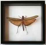 Giant Brown Grasshopper Tropidacris Dux From the Amazon Jungle Real Mounted Insect in Black Display