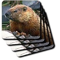 Wild animals - Groundhog - Coasters