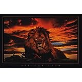 African Lion (Sunrise) Art Poster Print