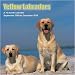 labrador19  - Yellow Labradors 2010 Wall Calendar 12 X 12