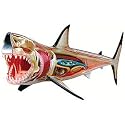 4d Vision Great White Shark Anatomy Model Kit