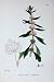 Motherwort Leonurus Botany Plants C1902 Flowers