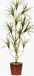 66" Outdoor Plastic Yucca Plant