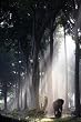 (24x36) Steve Bloom (Elephant, Away From the Herd) Art Poster Print