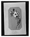 Historic Print S Ox-eye daisy black-eyed susan