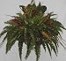 Related Croton and Fern Hanging Basket Image