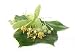 Tilia Lime Linden Basswood Leaves, Fruits and Flowers - 18