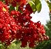 Dynamite Red Crape Myrtle (Trade Gallon)