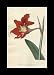 Reprint Barbadoes Amaryllis, Lily, Barbados Lily, Knight's Star Lily 1795