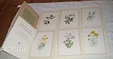 Wild flowers of the United States: Reproductions of the watercolor paintings by Anne Ophelia Dowden which decorate the six title-pages of the series Wild ... the United States by Harold William Rickett