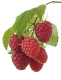 Himbeeren Am Strauch/raspberries on Shrub - 24