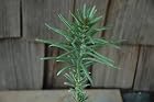 Cephalotaxus Harringtonia Fastigiata - Plum Yew Tree / Bush