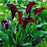Calla Lily - Black Forest Bulb - Shwarzwalder