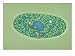 Paramecium Bursaria, Interference Contrast Art Photographic Poster Print by David Patterson, 16x12