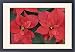 Framed Prints of Red Poinsettia from Danita Delimont