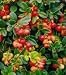 Vaccinium vitis-idaea 'Koralle' - Dwarf Lingonberry Plant