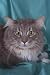 12X16 inch Top 100 Pedigree Cat Canvas Art Maine Coon,blue tabby
