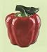 RED BELL PEPPER 3-Dimensional Cookie Jar NICE & BRAND NEW