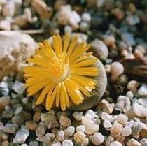 Potted Living Stone 1 Plant - Lithops