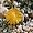 Potted Living Stone 1 Plant - Lithops
