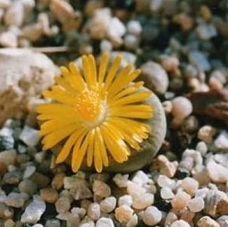Potted Living Stone 1 Plant - Lithops