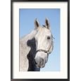 Close-up of Lipizzan, Wadsworth, IL Framed Photographic Poster Print by Lynn Stone, 21x29