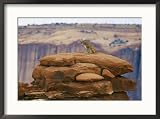 A mountain lion pauses atop a cliff ledge Animals Framed Art Poster Print by Norbert Rosing, 29x21