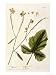 Mustard, Plate 446 from A Curious Herbal, Published 1782 Art Giclee Poster Print by Elizabeth Blackwell, 18x24