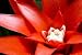 Exotic Flower Detail - 36