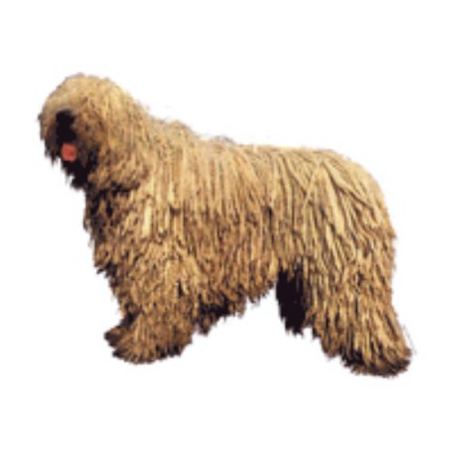World Stickers Schwandt Heimtierbedarf 13205 Aufkleber 2 St&uuml;ck ca. 140 x 160 mm f&uuml;r Warnschild Komondor