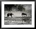 An African Cheetah and a Warthog Kick up Clouds of Dust in a Tense Confrontation Framed Art Poster Print by Chris Johns, 31x25