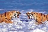 Poster Bengal Tigers Roaring - Rolled