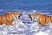 Poster Bengal Tigers Roaring - Rolled