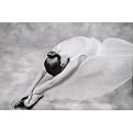 A Ballerina at Rest Gallery Wrapped Canvas - 16x20"