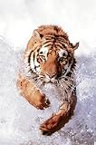 Poster Tiger Running Thru Water - Rolled