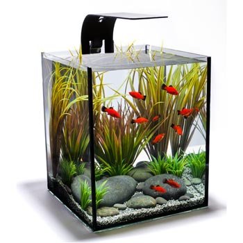 Ecoxotic EcoPico Desktop Fish Aquarium, 5 galllon Ecoxotic EcoPico Desktop Fish Aquarium, 5 galllon