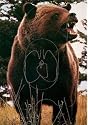 Martin Archery Target Face - MAT-1B BEAR