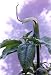himalayan16 - Himalayan JackinthePulpit 10 Seeds