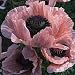 Poppy Coral Reef